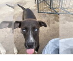 Small #8 American Staffordshire Terrier Mix