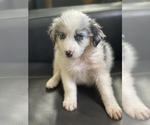 Small Photo #2 Australian Shepherd Puppy For Sale in GILBERT, AZ, USA