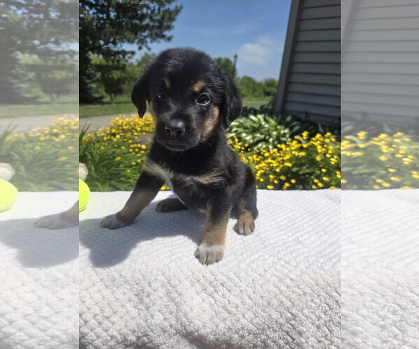 Medium Photo #4 Golden Retriever-Unknown Mix Puppy For Sale in SHERBURNE, NY, USA