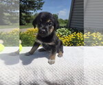 Small #3 Golden Retriever Mix