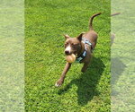 Small #3 American Pit Bull Terrier Mix
