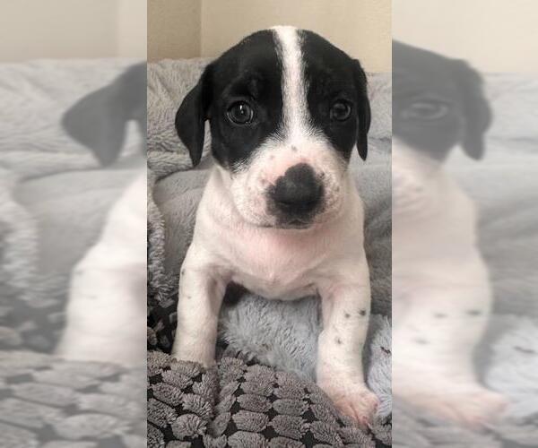 Medium Photo #4 Dachshund-Unknown Mix Puppy For Sale in Los Angeles, CA, USA