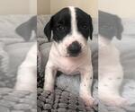 Small #3 Dachshund Mix