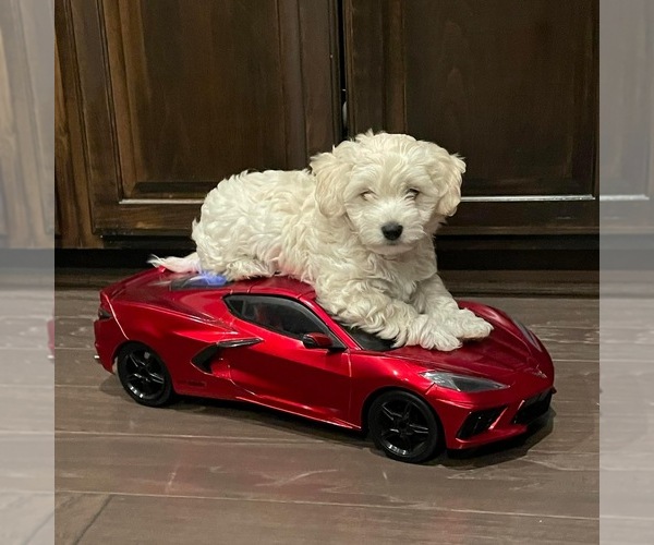 Medium Photo #1 Maltipoo Puppy For Sale in MIDLOTHIAN, TX, USA