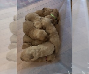 Golden Retriever Puppy for Sale in NASHVILLE, Tennessee USA