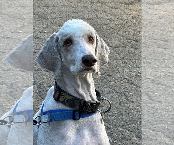 Medium Photo #1 Mutt Puppy For Sale in Beverly Hills, CA, USA