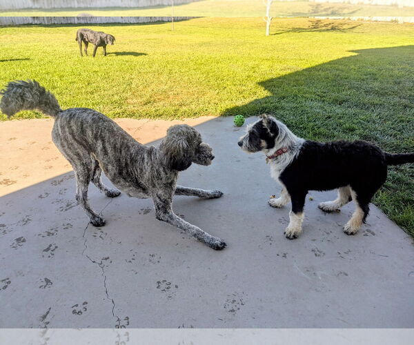 Medium Photo #5 Mutt Puppy For Sale in Sandy, UT, USA
