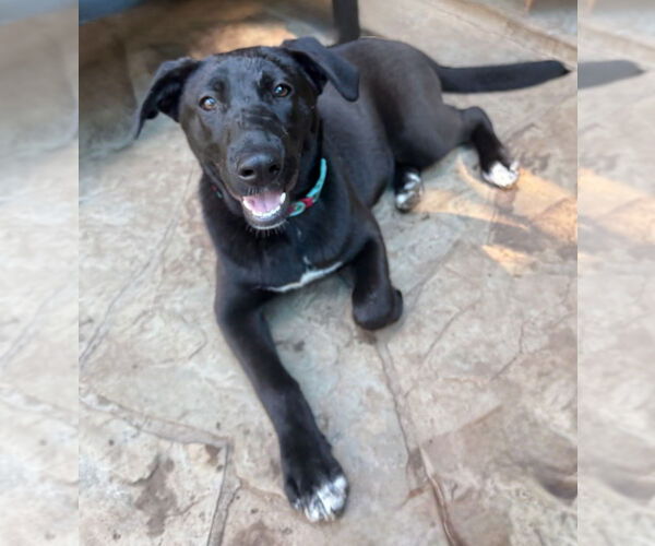 Medium Photo #46 Labrador Retriever-Unknown Mix Puppy For Sale in OKLAHOMA CITY, OK, USA