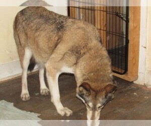 Wolf Hybrid Puppy for sale in BECKLEY, WV, USA