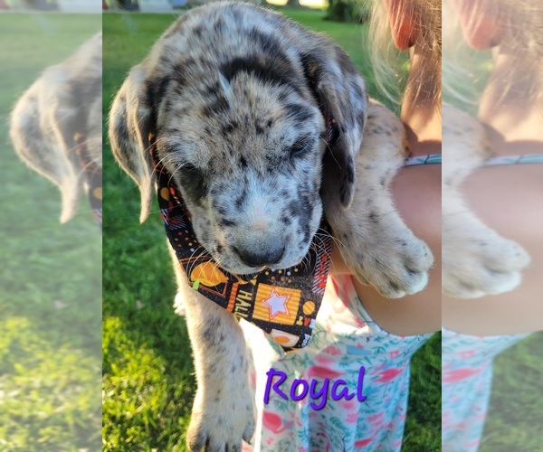 Medium Photo #1 Daniff-Neapolitan Mastiff Mix Puppy For Sale in MONTEVIEW, ID, USA