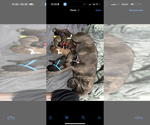 Small Photo #1 Cane Corso-Mastiff Mix Puppy For Sale in FORT WAYNE, IN, USA