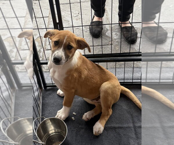 Medium Photo #3 Mutt Puppy For Sale in Bolivar, MO, USA
