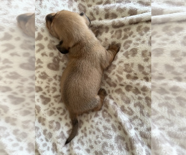 Medium Photo #7 Dachshund Puppy For Sale in SAN DIEGO, CA, USA