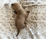 Small #6 Dachshund