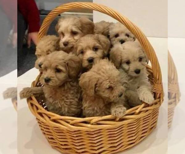 Medium Photo #11 Goldendoodle Puppy For Sale in LIMA, OH, USA
