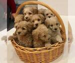 Small Photo #11 Goldendoodle Puppy For Sale in LIMA, OH, USA