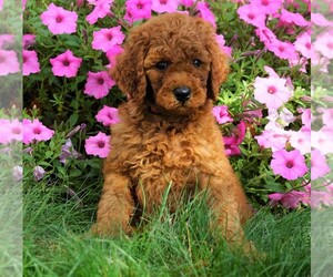 Poodle (Standard) Puppy for sale in FREDERICKSBG, OH, USA