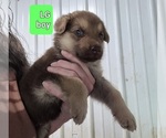 Small #3 German Shepherd Dog
