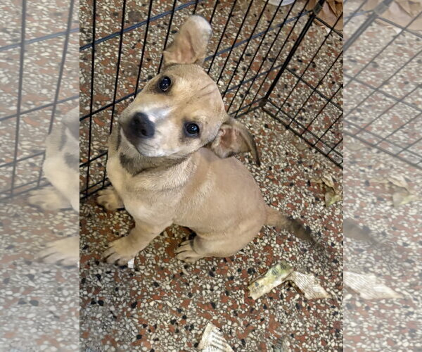 Medium Photo #3 Mutt Puppy For Sale in Sanford, FL, USA
