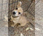 Small #2 Mutt