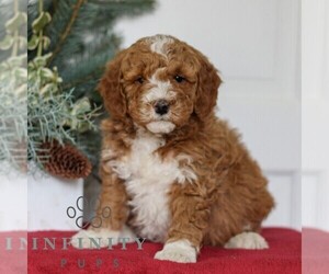 Goldendoodle (Miniature) Puppy for sale in LANCASTER, PA, USA