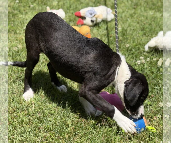 Medium Photo #4 Mutt Puppy For Sale in Yardley, PA, USA
