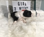 Small Photo #6 Sheepadoodle Puppy For Sale in NIXA, MO, USA
