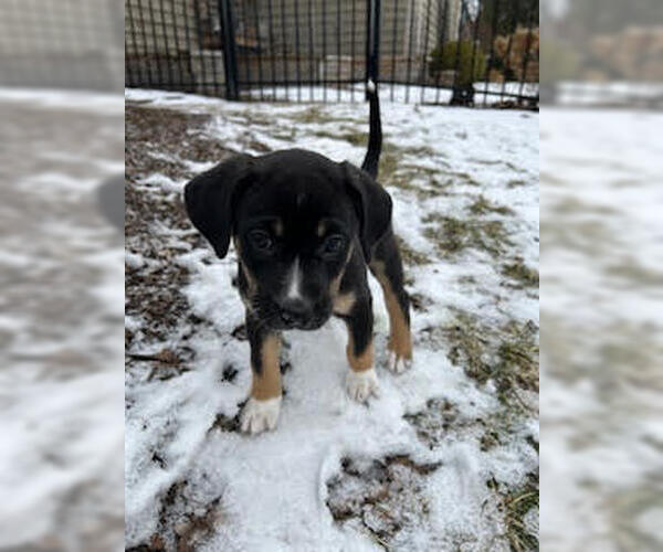 Medium Photo #4 Australian Shepherd-Unknown Mix Puppy For Sale in Plainfield, IL, USA