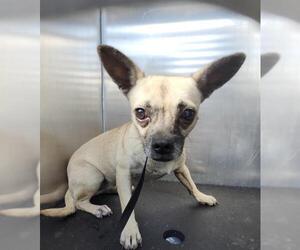 Pug-Unknown Mix Dogs for adoption in San Antonio, TX, USA