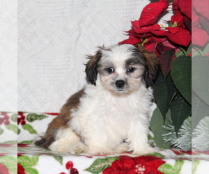 Zuchon Puppy for Sale in RISING SUN, Maryland USA