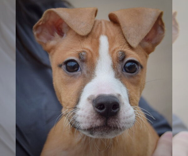 Medium Photo #5 Boxer-Bull Terrier Mix Puppy For Sale in Huntley, IL, USA