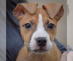 Small #4 Boxer-Bull Terrier Mix