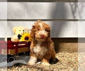 Cavapoo Puppy for sale in ARTHUR, IL, USA