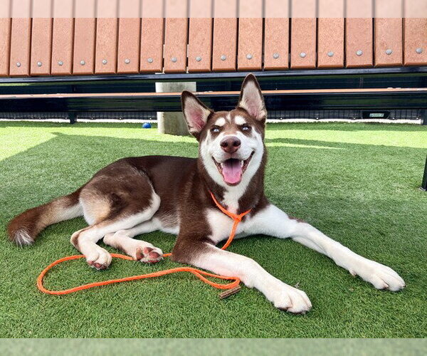 Medium Photo #1 Siberian Husky Puppy For Sale in Orange, CA, USA