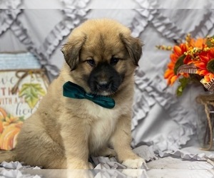American Eskimo Dog-German Shepherd Dog Mix Puppy for sale in LANCASTER, PA, USA