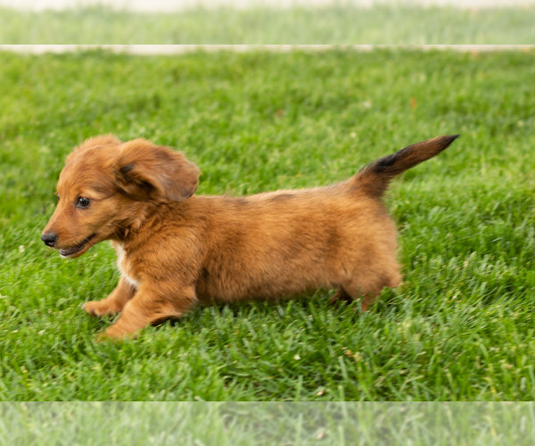 Medium Photo #2 Dachshund Puppy For Sale in BREMEN, IN, USA