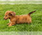 Small #1 Dachshund