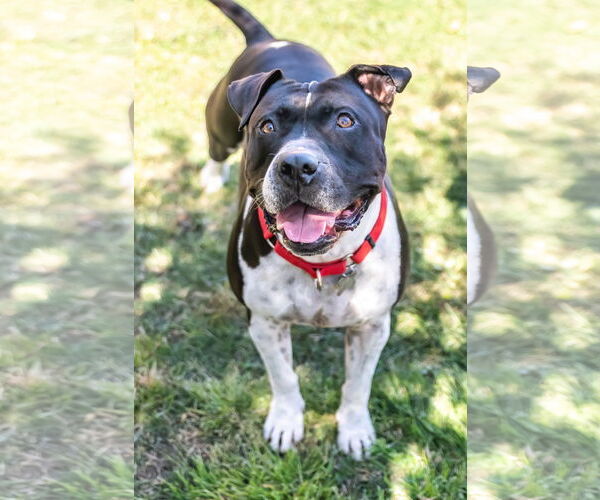 Medium Photo #2 American Bulldog-Unknown Mix Puppy For Sale in Chandler, AZ, USA
