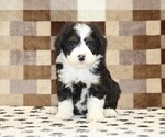 King - Male Bernedoodle (Miniature) Puppy for Sale - Photo #3