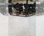 Small Photo #2 Rottweiler Puppy For Sale in VANDALIA, MO, USA