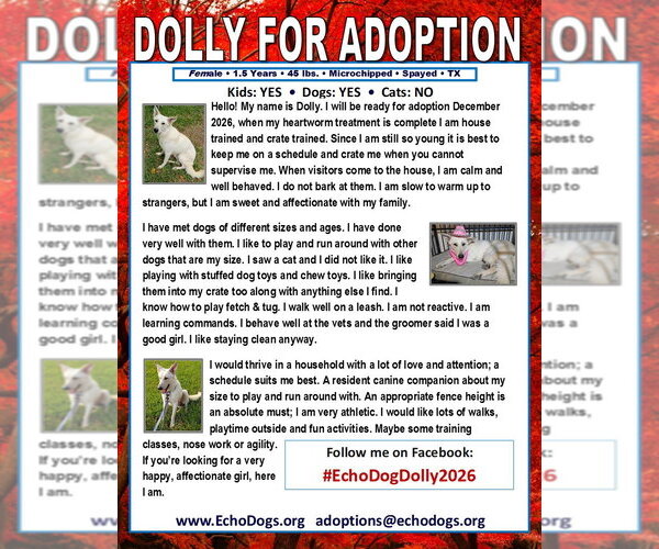 Medium Photo #2 - Mix Puppy For Sale in Hoffman Estates, IL, USA