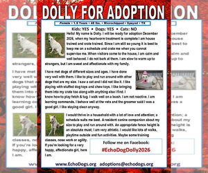 Dolly - Female - Mix Dog for Adoption - Photo #2