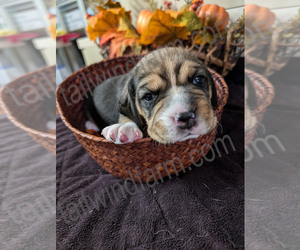 Beagle Puppy for sale in VALLEJO, CA, USA
