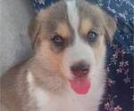 Small #1 German Shepherd Dog-Siberian Husky Mix