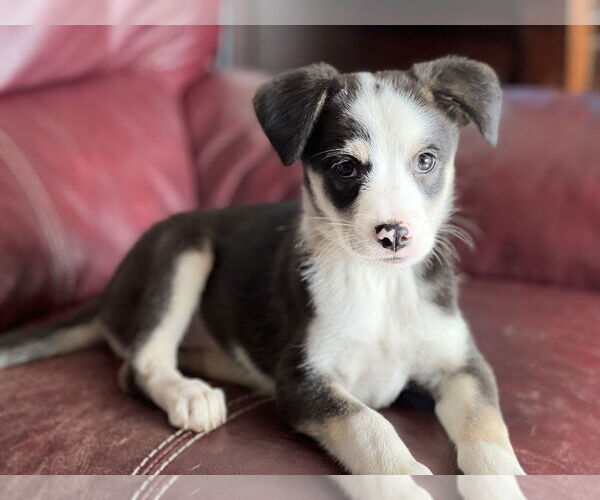 Medium Photo #1 Colonial Cocker Spaniel-Unknown Mix Puppy For Sale in San Diego, CA, USA