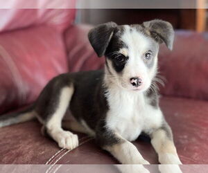 Colonial Cocker Spaniel-Unknown Mix Dogs for adoption in San Diego, CA, USA