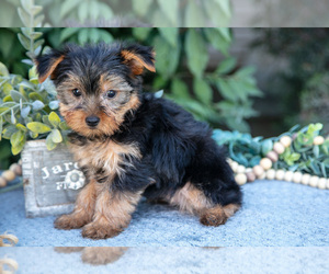 Medium Yorkshire Terrier
