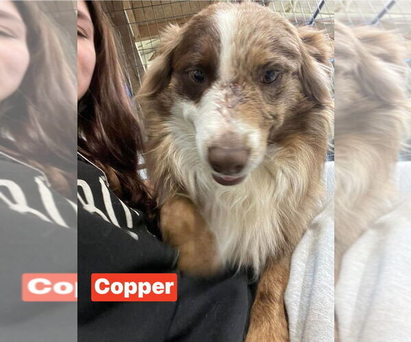 Medium Photo #1 Australian Shepherd Puppy For Sale in Foristell, MO, USA