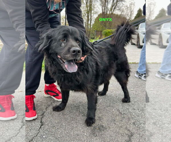 Medium Photo #1 Mutt Puppy For Sale in Woodland Hills, CA, USA