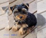 Small #1 Yorkshire Terrier